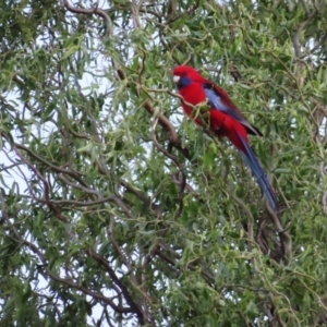 Platycercus elegans at Braidwood, NSW - 5 Oct 2023 07:00 PM