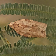 Epiphyas ashworthana (Ashworth's Tortrix) at Dryandra St Woodland - 5 Oct 2023 by ConBoekel