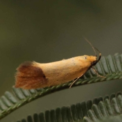 Merocroca automima (Chezala group) at Dryandra St Woodland - 5 Oct 2023 by ConBoekel