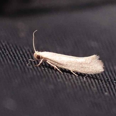 Unidentified Moth (Lepidoptera) at Dryandra St Woodland - 5 Oct 2023 by ConBoekel