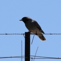 Coracina novaehollandiae (Black-faced Cuckooshrike) at Tuggeranong, ACT - 5 Oct 2023 by RodDeb