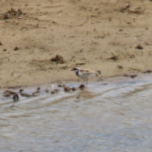 Charadrius melanops at Gordon, ACT - 5 Oct 2023 12:59 PM