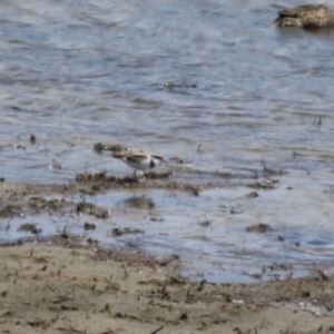 Charadrius melanops at Gordon, ACT - 5 Oct 2023 12:59 PM