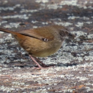 Sericornis frontalis at Tuggeranong, ACT - 5 Oct 2023 01:30 PM