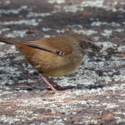 Sericornis frontalis (White-browed Scrubwren) at Tuggeranong, ACT - 5 Oct 2023 by RodDeb