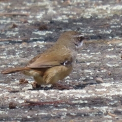 Sericornis frontalis at Tuggeranong, ACT - 5 Oct 2023 01:30 PM