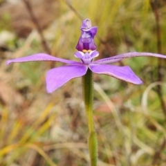 Glossodia major (Wax Lip Orchid) at Paddys River, ACT - 5 Oct 2023 by JohnBundock