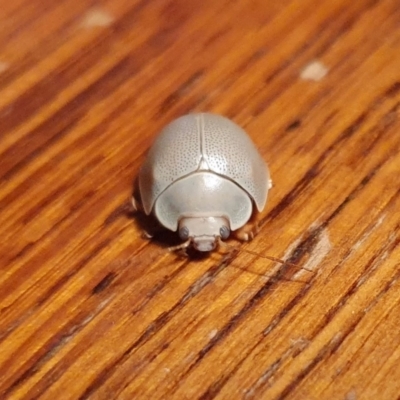 Paropsisterna crocata (Crocata button beetle) at Rugosa - 4 Oct 2023 by SenexRugosus