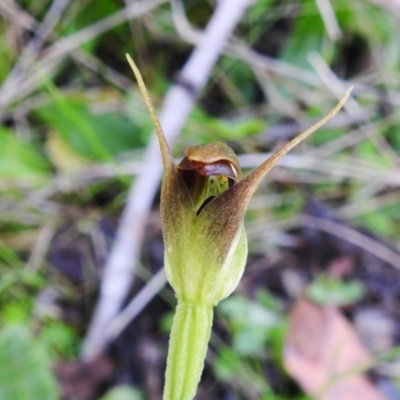 Pterostylis pedunculata (Maroonhood) at Tidbinbilla Nature Reserve - 5 Oct 2023 by JohnBundock