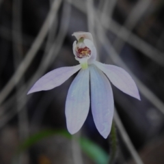 Caladenia carnea (Pink Fingers) at Paddys River, ACT - 5 Oct 2023 by JohnBundock