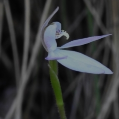 Caladenia carnea at Paddys River, ACT - suppressed