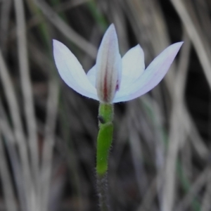 Caladenia carnea at Paddys River, ACT - 5 Oct 2023