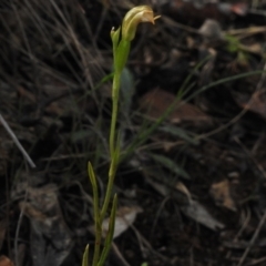 Bunochilus montanus (ACT) = Pterostylis jonesii (NSW) (Montane Leafy Greenhood) at Paddys River, ACT - 5 Oct 2023 by JohnBundock
