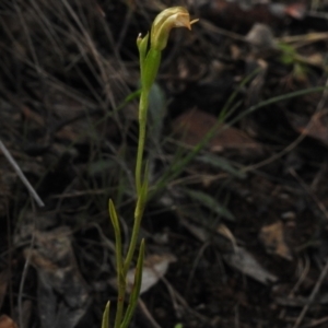 Bunochilus montanus at Paddys River, ACT - 5 Oct 2023