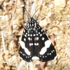 Idalima affinis (A day flying moth) at Tidbinbilla Nature Reserve - 5 Oct 2023 by JohnBundock