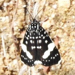 Idalima affinis (A day flying moth) at Paddys River, ACT - 5 Oct 2023 by JohnBundock