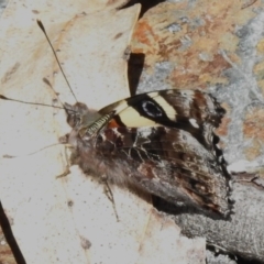 Vanessa itea (Yellow Admiral) at Tidbinbilla Nature Reserve - 5 Oct 2023 by JohnBundock