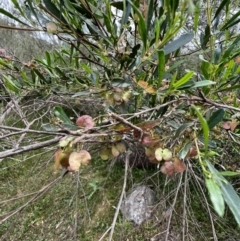 Dodonaea viscosa subsp. spatulata (Broad-leaved Hop Bush) at Berremangra, NSW - 3 Oct 2023 by SimoneC