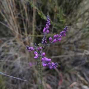 Comesperma ericinum at Captains Flat, NSW - 5 Oct 2023