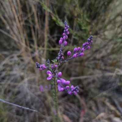 Comesperma ericinum (Heath Milkwort) at QPRC LGA - 5 Oct 2023 by Csteele4