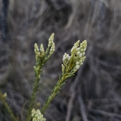 Comesperma ericinum at Captains Flat, NSW - 5 Oct 2023