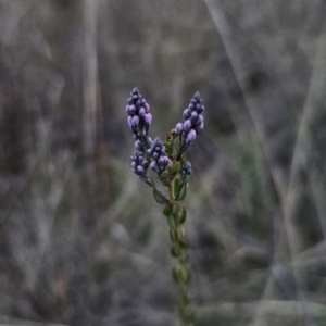 Comesperma ericinum at Captains Flat, NSW - 5 Oct 2023