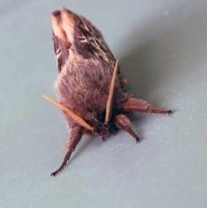 Oxycanus (genus) at Googong, NSW - 11 May 2023 01:10 PM