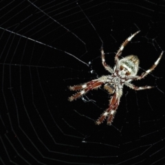 Hortophora transmarina (Garden Orb Weaver) at Googong, NSW - 11 Apr 2015 by BeerNchips