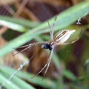 Argiope protensa at Googong, NSW - 4 Feb 2014 12:35 PM