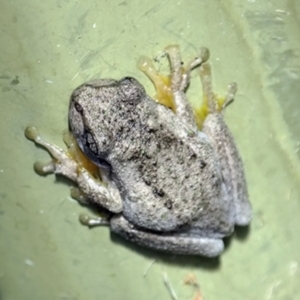 Litoria peronii at Googong, NSW - 24 Feb 2013 08:23 AM