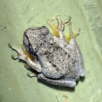 Litoria peronii (Peron's Tree Frog, Emerald Spotted Tree Frog) at Googong, NSW - 23 Feb 2013 by BeerNchips