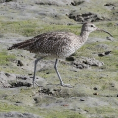 Numenius phaeopus (Whimbrel) at Cairns City, QLD - 11 Aug 2023 by AlisonMilton