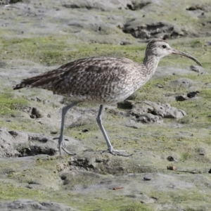 Numenius phaeopus at Cairns City, QLD - 12 Aug 2023 09:12 AM