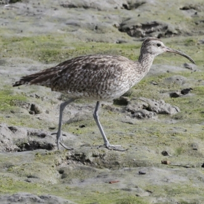 Numenius phaeopus (Whimbrel) at Cairns City, QLD - 12 Aug 2023 by AlisonMilton