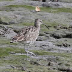 Numenius phaeopus at Cairns City, QLD - 12 Aug 2023 09:12 AM