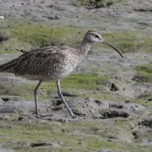 Numenius phaeopus at Cairns City, QLD - 12 Aug 2023 09:12 AM