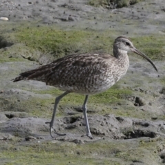 Numenius phaeopus at Cairns City, QLD - 12 Aug 2023 09:12 AM