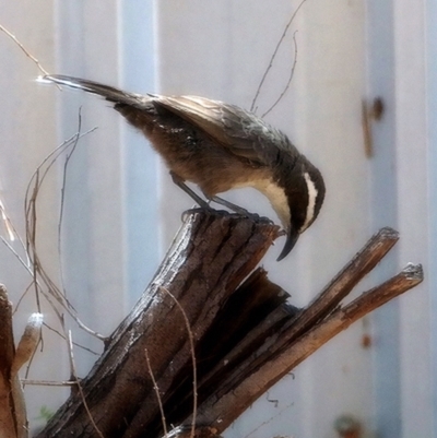 Pomatostomus superciliosus (White-browed Babbler) at Undefined Area - 31 Mar 2014 by BeerNchips