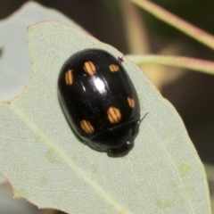 Paropsisterna octosignata (Eucalyptus leaf beetle) at Scullin, ACT - 14 Feb 2023 by AlisonMilton