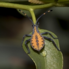 Amorbus alternatus (Eucalyptus Tip Bug) at Scullin, ACT - 14 Feb 2023 by AlisonMilton