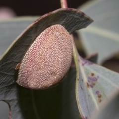 Paropsis atomaria (Eucalyptus leaf beetle) at Scullin, ACT - 13 Feb 2023 by AlisonMilton