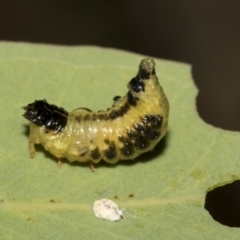 Paropsis atomaria at Scullin, ACT - 14 Feb 2023