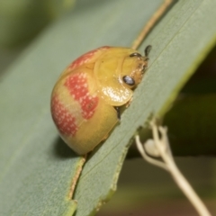 Paropsisterna fastidiosa (Eucalyptus leaf beetle) at Scullin, ACT - 14 Feb 2023 by AlisonMilton