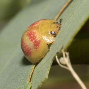 Paropsisterna fastidiosa at Scullin, ACT - 14 Feb 2023