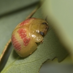 Paropsisterna fastidiosa at Scullin, ACT - 14 Feb 2023