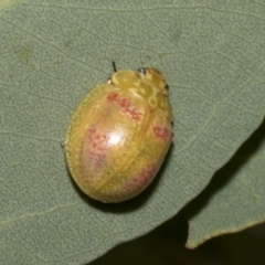 Paropsisterna fastidiosa at Scullin, ACT - 14 Feb 2023 09:20 AM