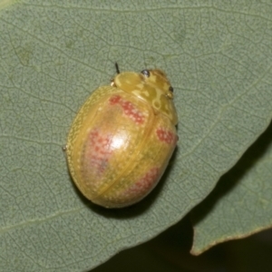 Paropsisterna fastidiosa at Scullin, ACT - 14 Feb 2023