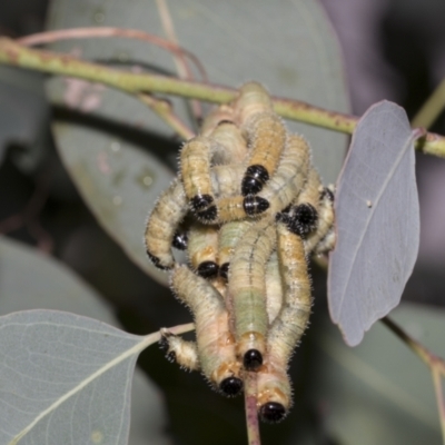 Pergidae sp. (family) (Unidentified Sawfly) at Scullin, ACT - 14 Feb 2023 by AlisonMilton