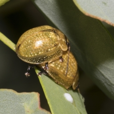 Paropsisterna cloelia (Eucalyptus variegated beetle) at Scullin, ACT - 14 Feb 2023 by AlisonMilton