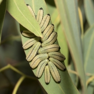 Paropsisterna cloelia at Scullin, ACT - 14 Feb 2023